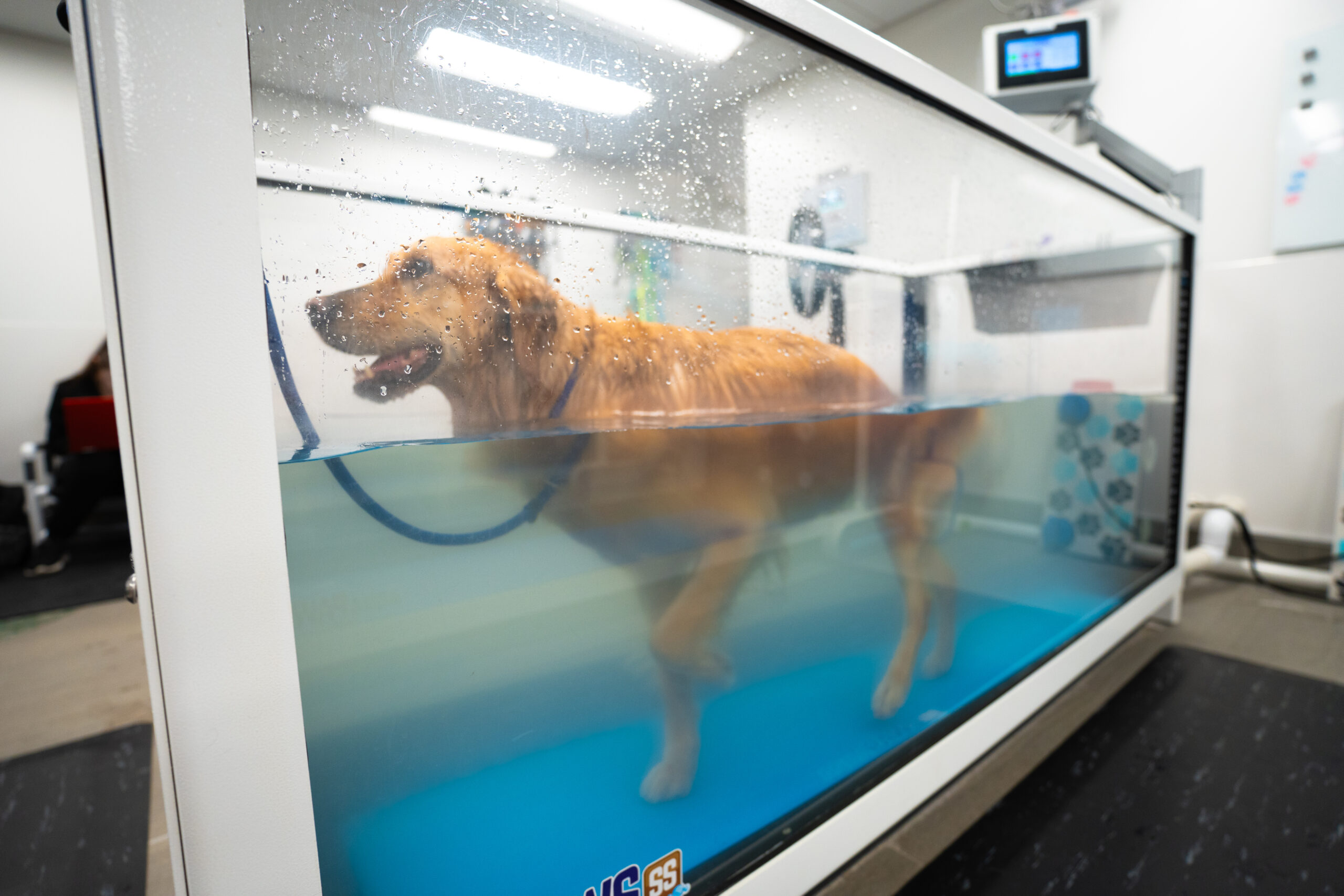 Hundreds attend King Animal Hospital’s grand opening